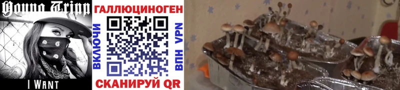 Галлюциногенные грибы прущие грибы  Купить  Беломорск 
